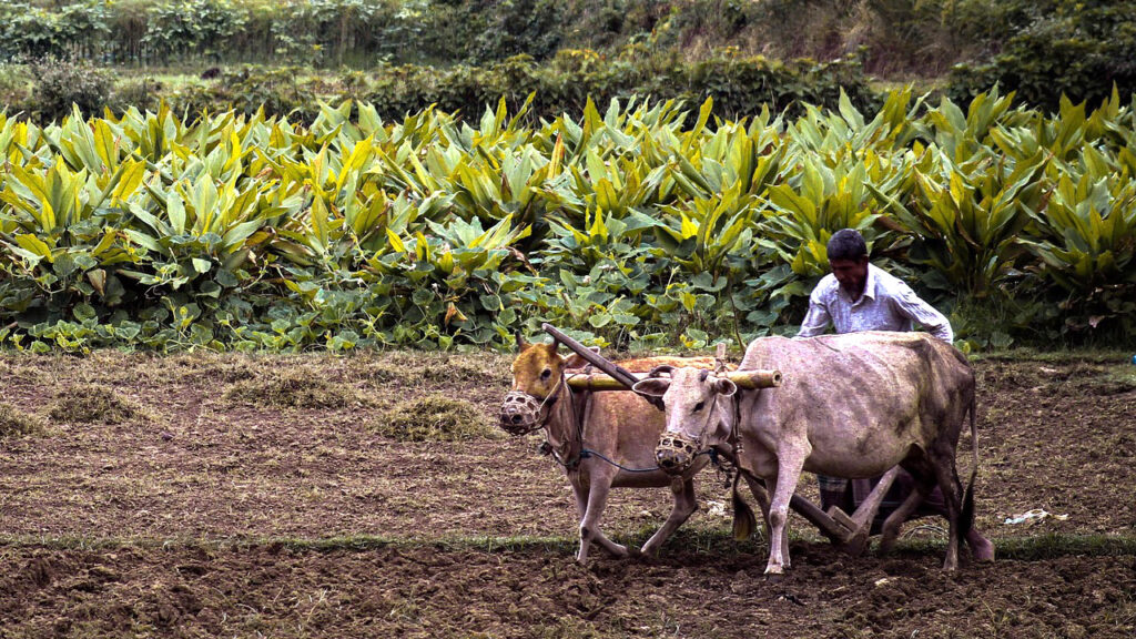 Pradhan Mantri Fasal Bima Yojana 2025–26