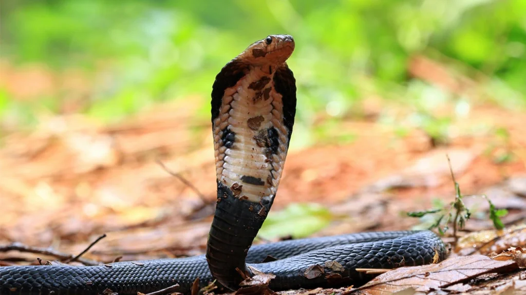 Snake Bite In Marathi 2026