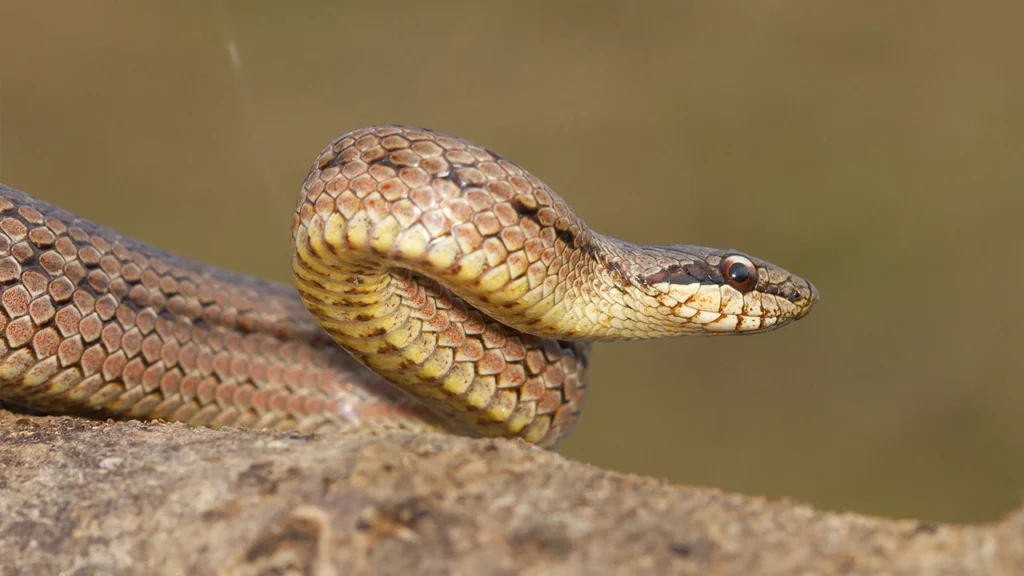 Snake Bite In Marathi 2026