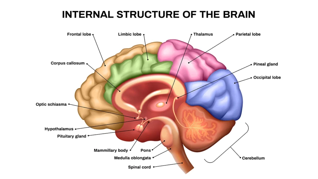 Surprising Cause of High Blood Pressure 2026