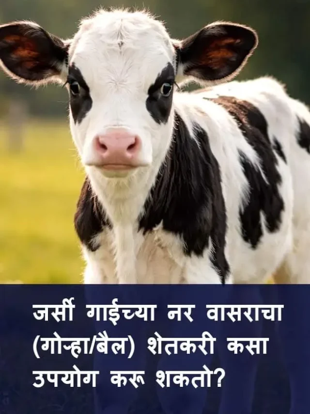 जर्सी गाईच्या नर वासराचा (गोऱ्हा/बैल) शेतकरी कसा उपयोग करू शकतो?