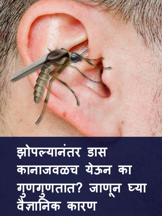 झोपल्यानंतर डास कानाजवळच येऊन का गुणगुणतात? जाणून घ्या वैज्ञानिक कारण