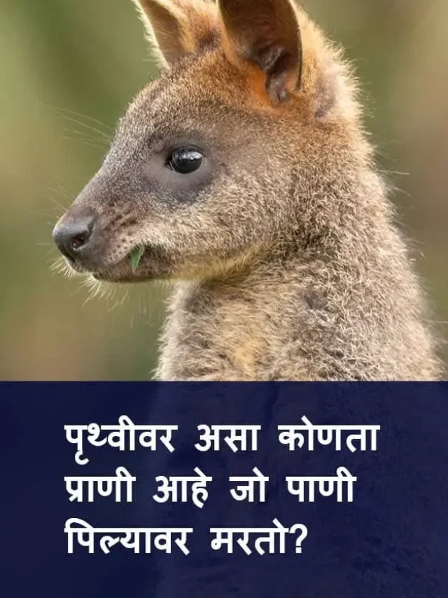 पृथ्वीवर असा कोणता प्राणी आहे जो पाणी पिल्यावर मरतो?